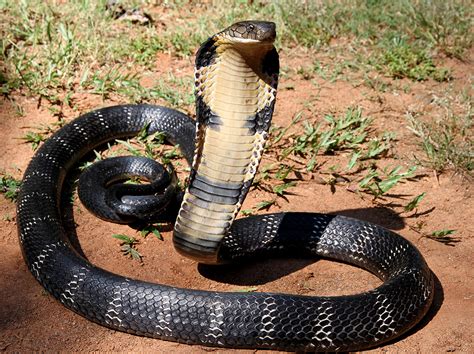 cobra wikipedia|how big are cobras.